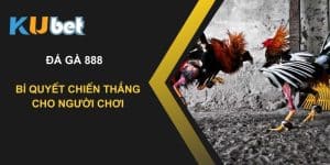 Chơi đá gà 888 tại Kubet : Bí quyết chiến thắng cho người chơi