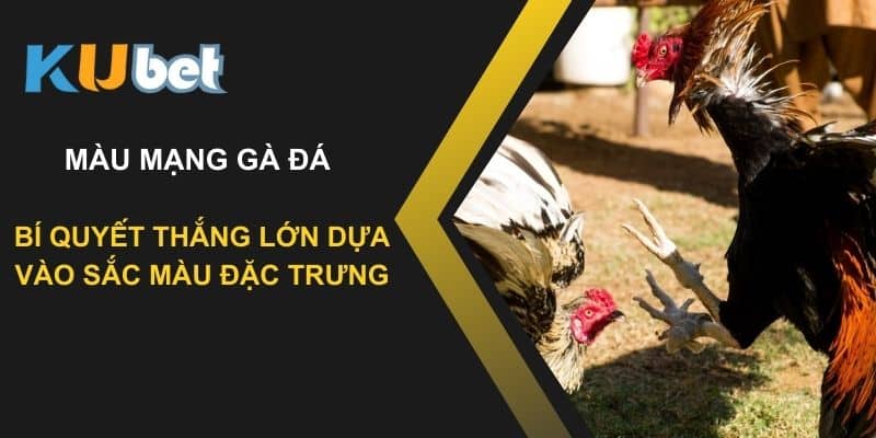 Màu mạng gà đá tại Kubet: Bí quyết thắng lớn dựa vào sắc màu đặc trưng