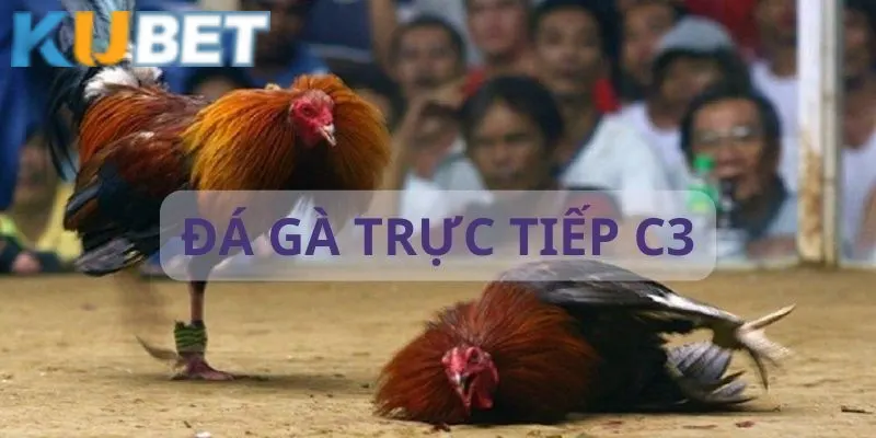 Cách thức tham gia đá gà live qua nền tảng trực tuyến